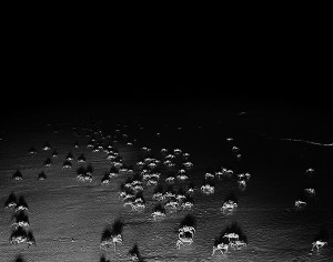 Ghost crabs, Quobba Beach, Western Australia, 2011