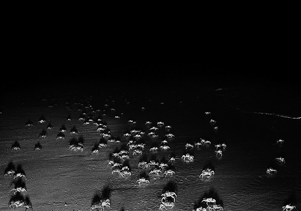 Ghost crabs, Quobba Beach, Western Australia, 2011